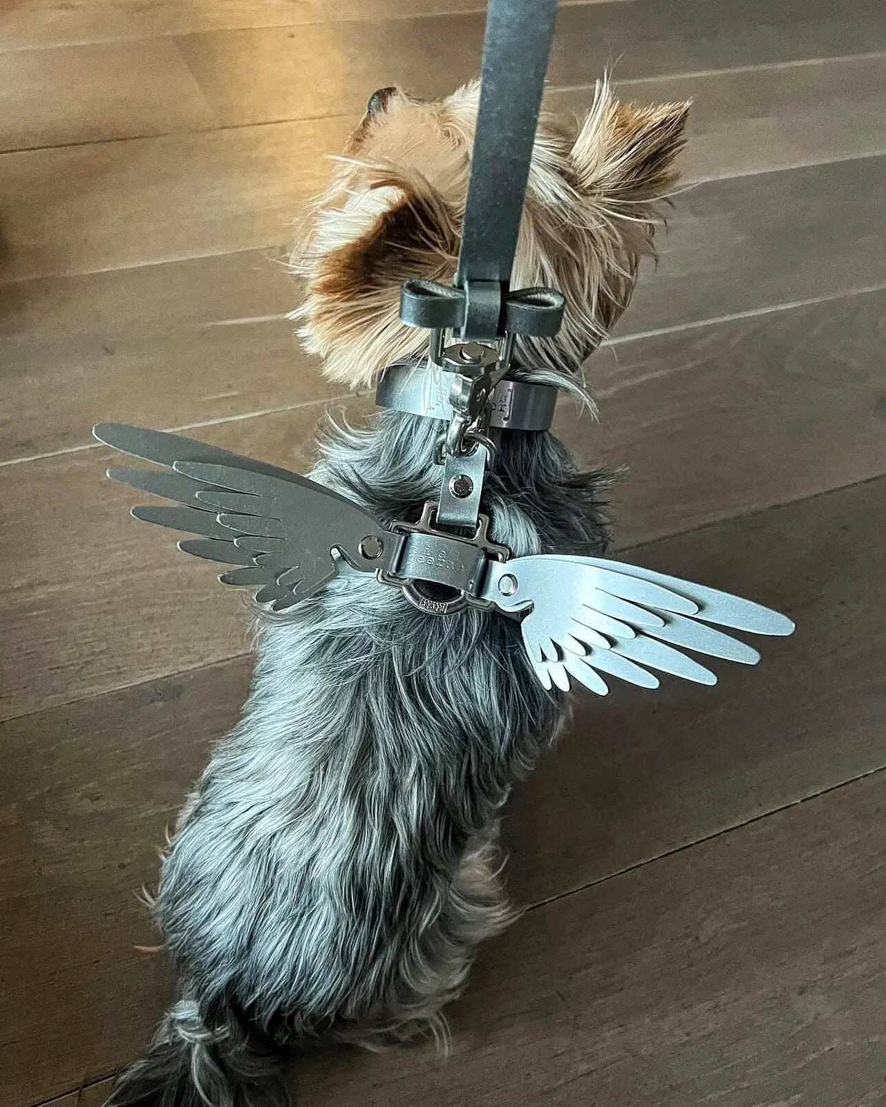 Wings sales dog harness